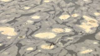 preview picture of video 'Wandering glider dragonfly laying eggs'