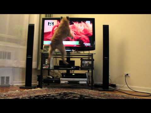Un perro que ama ver la TV