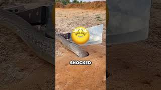 Snake Got CAUGHT Flawlessly!! 🐕😎
