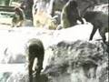 Classic Sesame Street Primates On Film