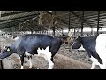 Dairy Farm Cow Pushing Hard To Poop