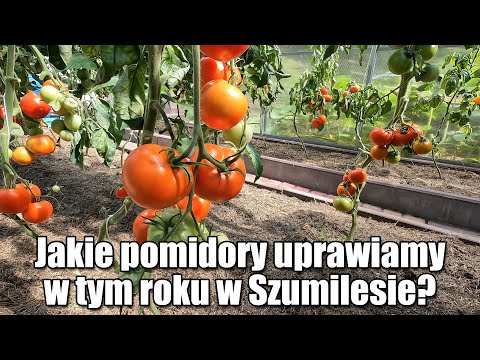Jakie pomidory uprawiamy w tym roku w Szumilesie?