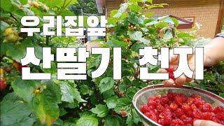 야생으로 큰 산딸기 강추. 텃밭 근황. 매년 유실수를 심자구요