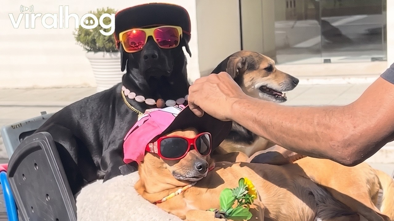 Man Shows Off Stylish Dog Squad || ViralHog