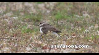 シロチドリのヒナ(動画あり)