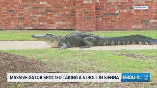 Massive gator spotted taking a stroll in Sienna