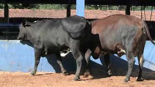 Vídeo 193 - 1ª ETAPA MEGA LIQUIDAÇÃO TOTAL AGROPECUÁRIA MARAJOARA - DIA 4 | GADO GIROLANDO E HOLANDÊS