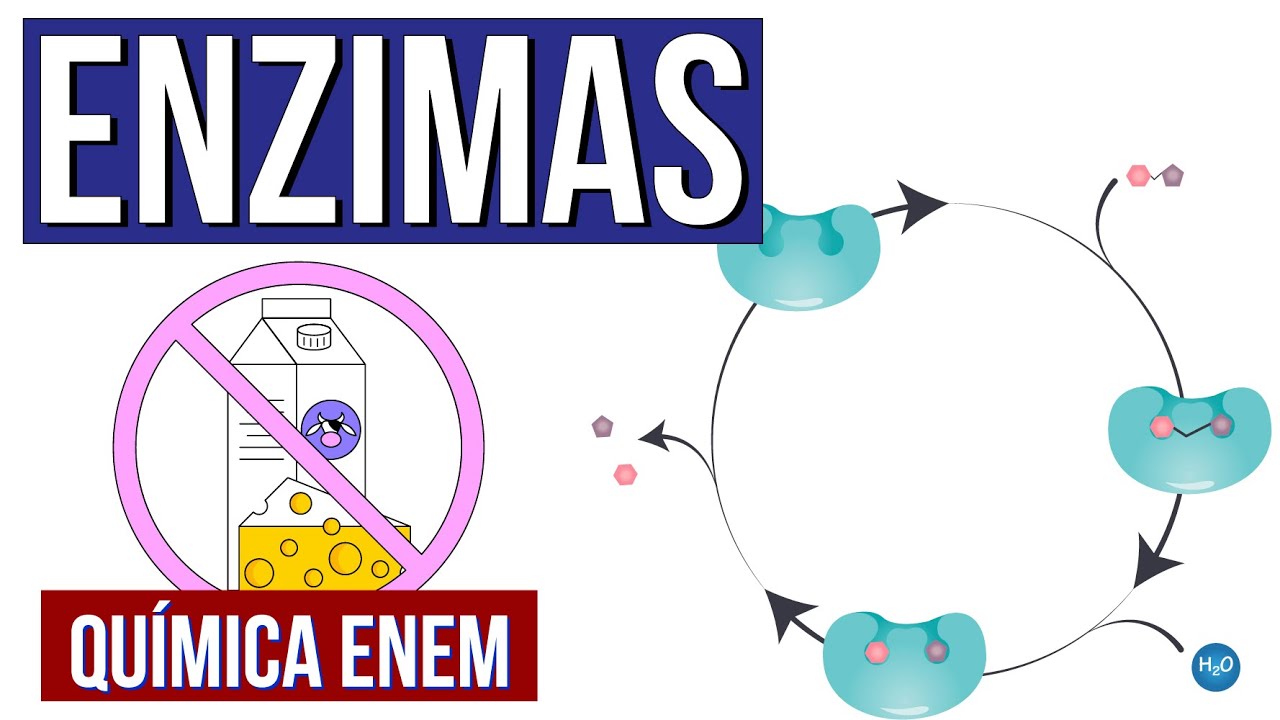 ENZIMAS: O que são, função, características e como funcionam | Aula de Química Enem. Larissa Campos