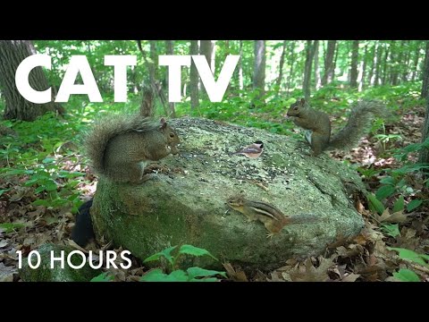 Forest Animals in Harmony - 10 Hour Video for Pets and People to Watch - Cat TV 😺 - Jul 10, 2025