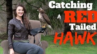 Catching a Red Tailed Hawk For Falconry!