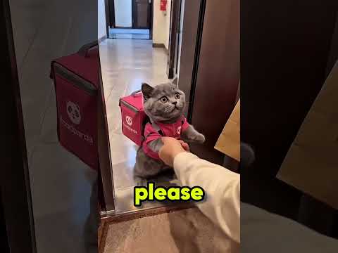 I was just delivering the order.😻