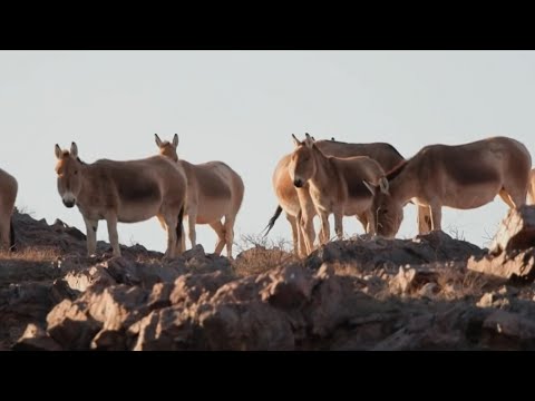 Mongolian khulan roam freely on grasslands in N China's Inner Mongolia
