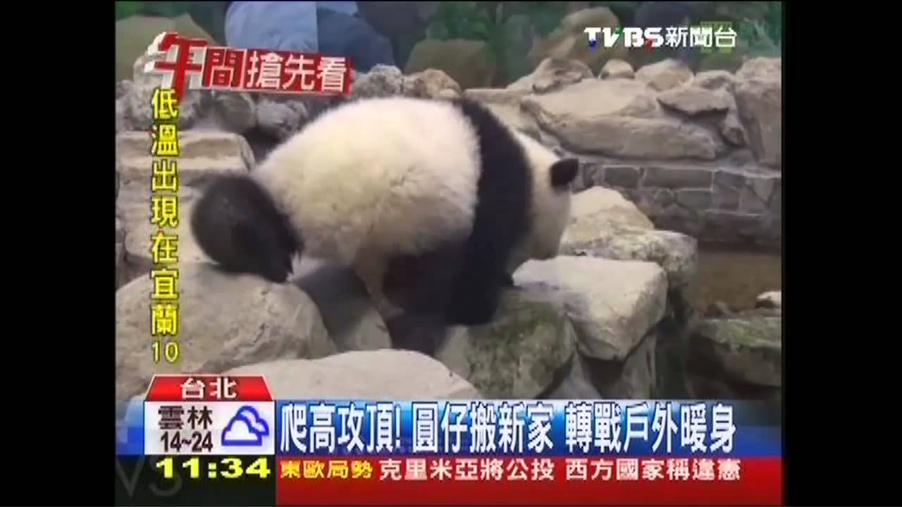 爬高攻頂!圓仔搬新家 轉戰戶外暖身