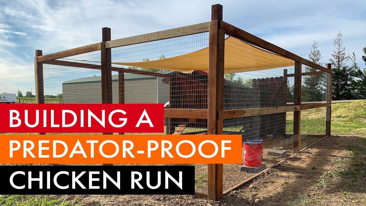 Building a predator-proof chicken coop run