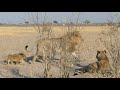 Lions Of Savute North Pride With Cubs Chobe National Park Botswana