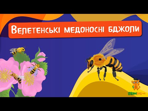 🍀 Дива природи. Явища навколо нас. Велетенські бджоли 🌏