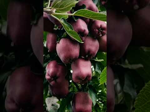 red #apple #kmr #apple