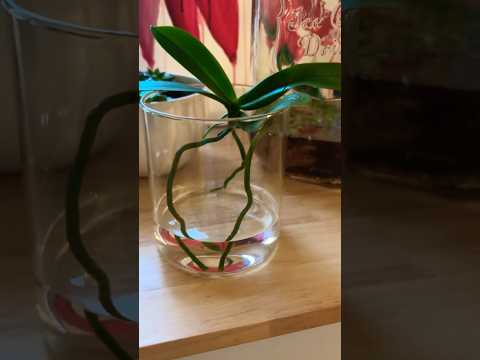 Growing Orchids in ONLY water?! 😳