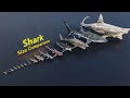 Shark Size Comparison 3D Animation