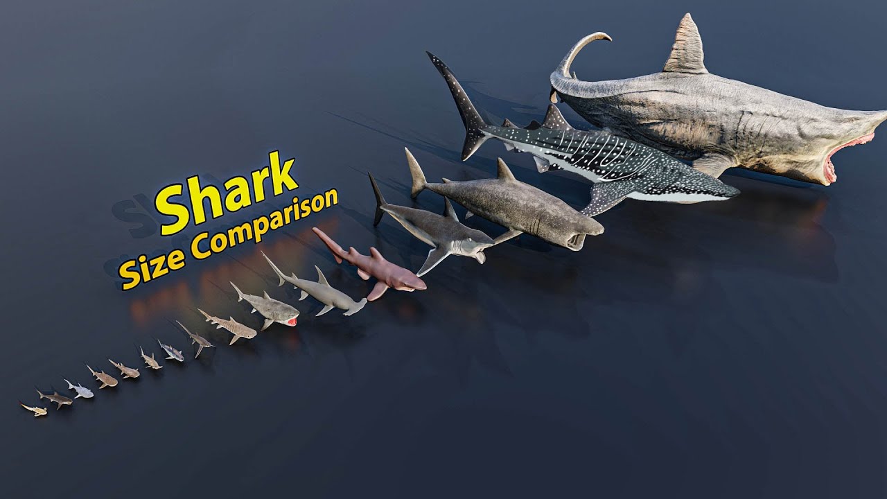 Shark size comparison | 3D Animation
