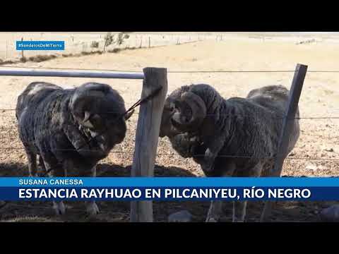 Productores argentinos: Estancia Rayhuao en Pilcaniyeu, Río Negro