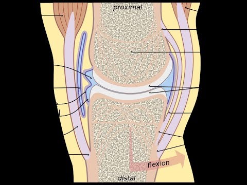 What are Joints in the body ? || Essential Science || Terms ||