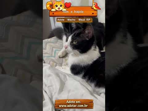 Vídeo de Tom e frajola