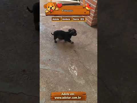 Vídeo de Filhotes