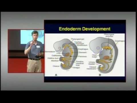Where Do Beta Cells Come From? Michael German, M.D. at TEDxDelMar