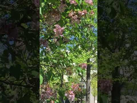 インディアンライラックの種を集める方法は？  庭園