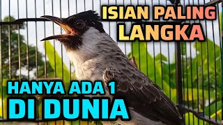 Download lagu KUTILANG GACOR FULL ISIAN TERLANGKA HANYA ADA 1 SUARANYA UNIK mp3