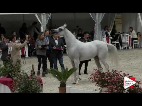 Deauville Arabian Cup 2016 - Class 5