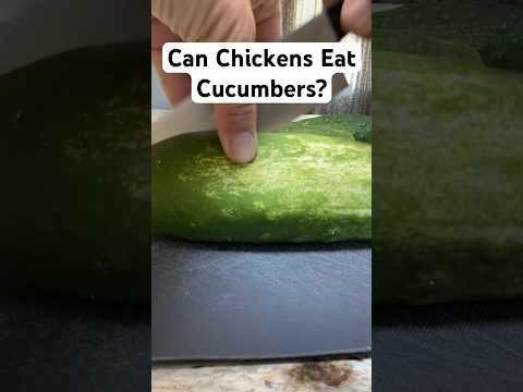 Can Chickens Eat Cucumbers?