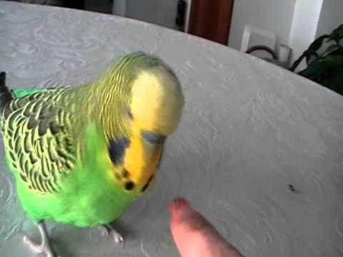 mluvící andulka Riči 1