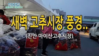 새벽 고추시장 풍경 [진안고원 마이산고추시장]