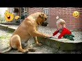 FUNNIEST DOGS On The Internet I DARE You NOT To LAUGH 46