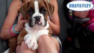 We Got the Puppy! (WK 135.4) | Bratayley