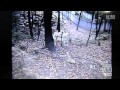 Panda Tries To Escape Sichuan Earthquake