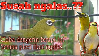 Download lagu pancingan pleci ngalas bird song... mp3