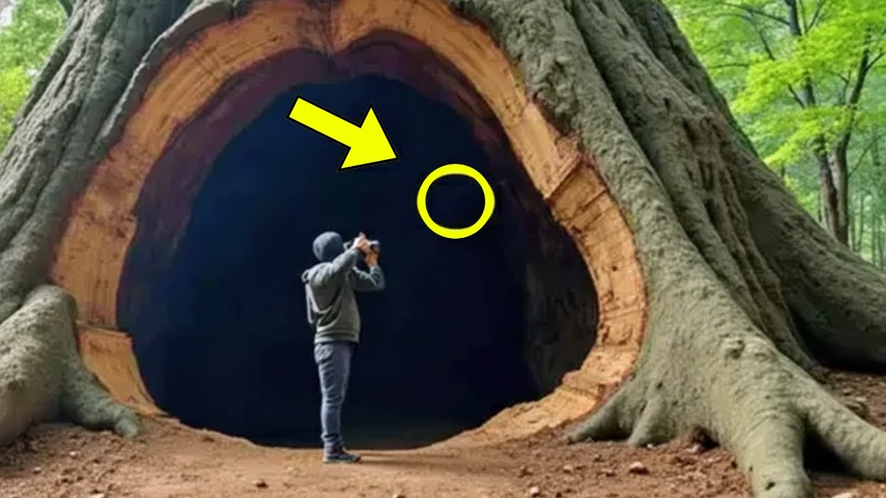 YouTube Thumbnail Downloader FULL HQ IMAGE