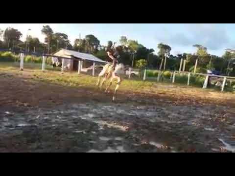 Paulo Andrade Filho Vs Caverão da Cia F5