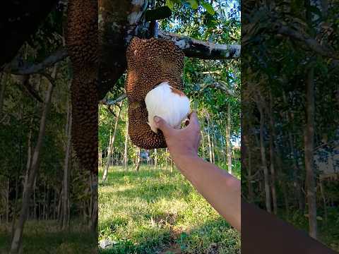 mini animals are eating fruit #birds #animals #viralvideo #shortvideo