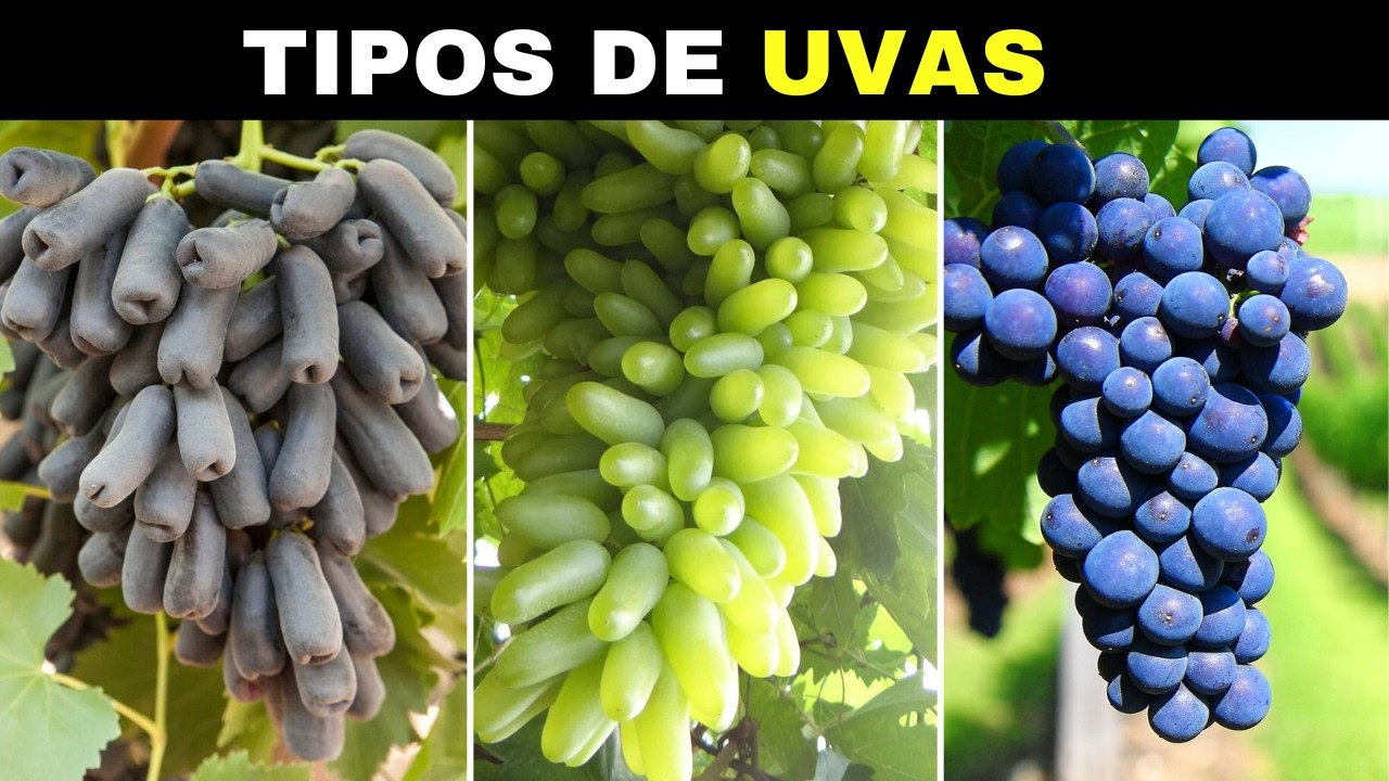 10 Tipos de UVAS Mais DIFERENTES e CURIOSAS Que Existem no Mundo