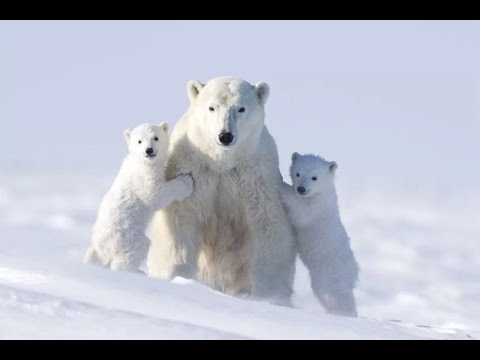 "На Чукотке". Песня для детей.