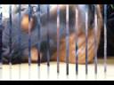 Unser Barney WMV