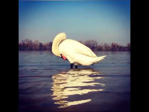 Swan bath in river Danube Belgrade Serbia with Fuji music