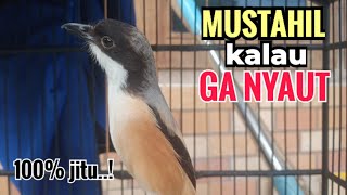 Download lagu suara cendet gacor pagi siang sore Toet Toet Bikin Cendet Manapun Nyaut dg sekali Dengar mp3