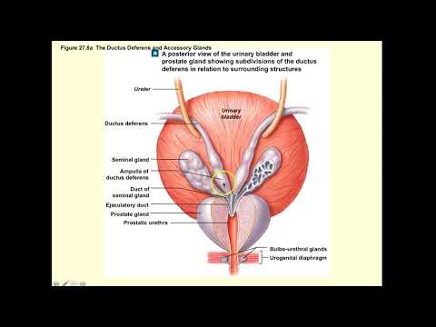 Brockmann Chpt 27 Reproductive System Part 2