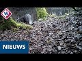 Tóch een ottertunnel bij Aarlanderveen - OMROEP WEST