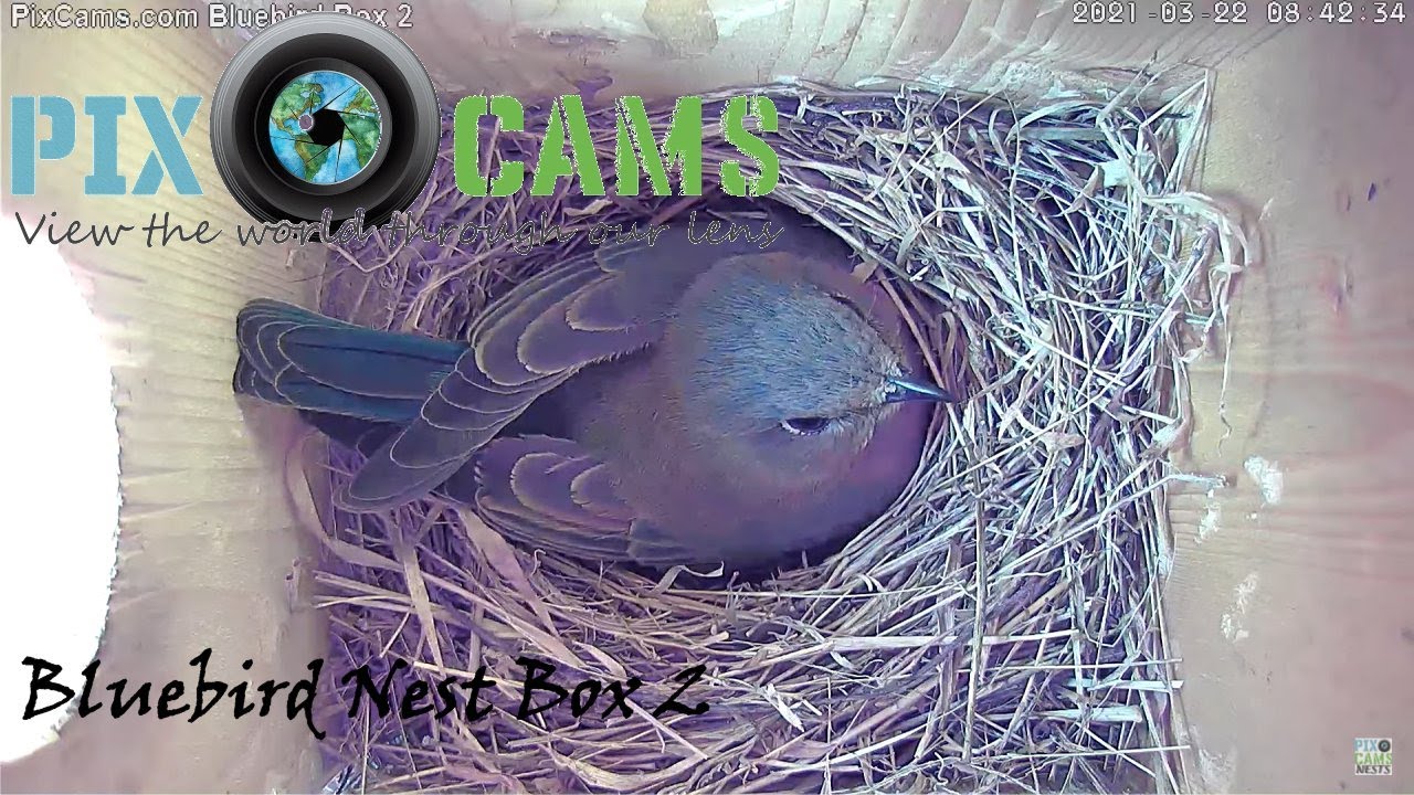 Live webcam view of Interior de la Caja de Aves 2